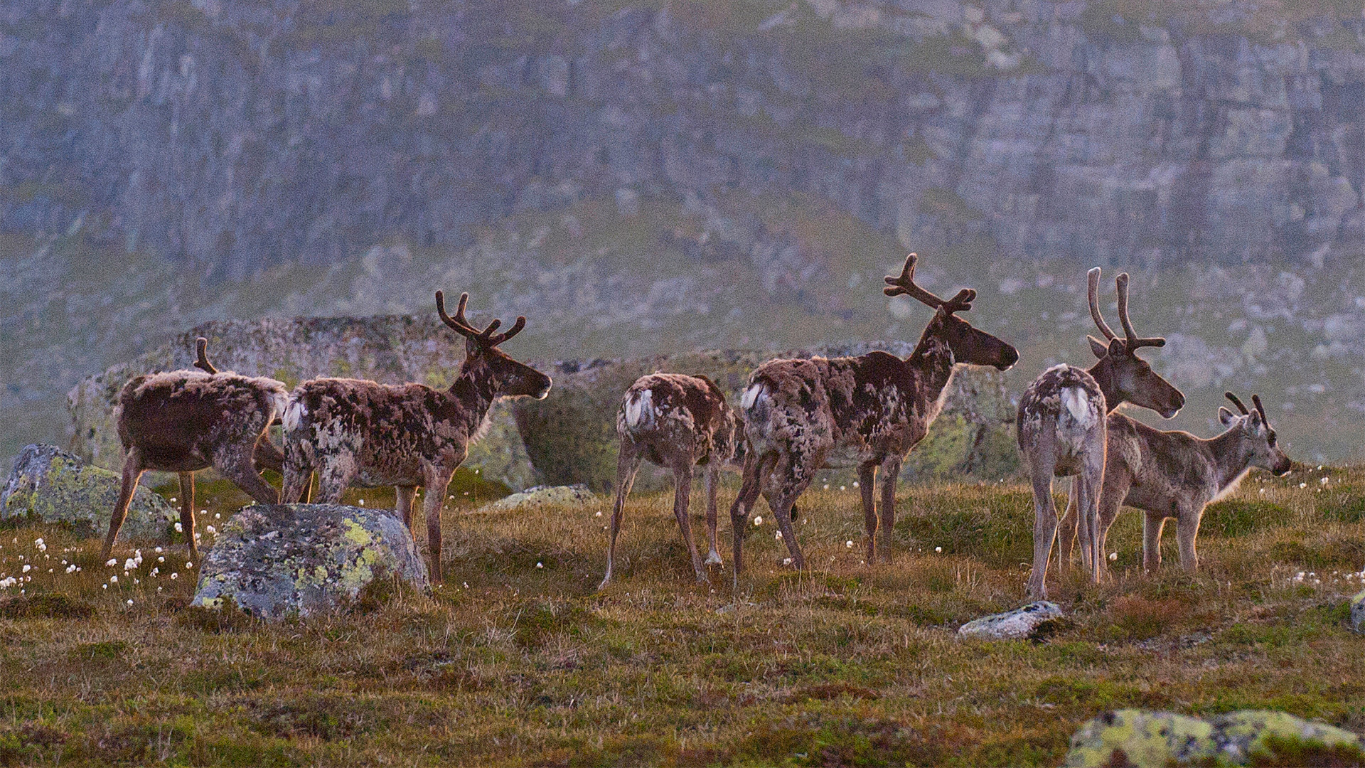 Wild reindeer management – Setesdal Vesthei, Ryfylkeheiane og ...